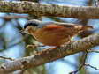 (Southern) Eurasian or Wood Nuthatch (Sitta europaea caesia) - Castel de Cantobre G&icirc;tes, Aveyron, France