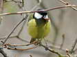 Great Tit (Parus major) - Castel de Cantobre G&icirc;tes, Aveyron, France