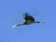 Black stork (Ciconia nigra) - Castel de Cantobre G&icirc;tes, Aveyron, France