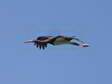 Black stork (Ciconia nigra) - Castel de Cantobre G&icirc;tes, Aveyron, France