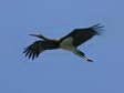 Black stork (Ciconia nigra) - Castel de Cantobre G&icirc;tes, Aveyron, France