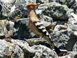 Eurasian hoopoe (Upupa epops) - Castel de Cantobre G&icirc;tes, Aveyron, France
