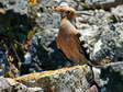 Eurasian hoopoe (Upupa epops) - Castel de Cantobre G&icirc;tes, Aveyron, France