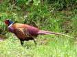 Common Pheasant (Phasianus colchicus) - Castel de Cantobre G&icirc;tes, Aveyron, France