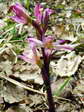 Violet Limodore or Violet Bird&rsquo;s Nest Orchid (Limodorum abortivum) - Castel de Cantobre G&icirc;tes, Aveyron, France