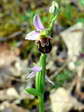 Bee Orchid (Ophrys Apifera) - Castel de Cantobre G&icirc;tes, Aveyron, France