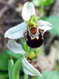 Bee Orchid (Ophrys Apifera) - Castel de Cantobre G&icirc;tes, Aveyron, France