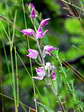 Red helleborine (Cephalanthera rubra) - Castel de Cantobre G&icirc;tes, Aveyron, France