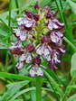 Lady Orchid (Orchis purpurea) - Castel de Cantobre G&icirc;tes, Aveyron, France