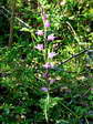 Red helleborine (Cephalanthera rubra) - Castel de Cantobre G&icirc;tes, Aveyron, France