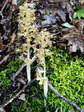 Bird&rsquo;s Nest Orchid (Neottia nidus-avis) - Castel de Cantobre G&icirc;tes, Aveyron, France