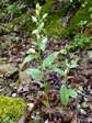 Large White Helleborine (Cephalanthera damasonium) - Castel de Cantobre G&icirc;tes, Aveyron, France