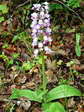 Military Orchid (Orchis militaris) - Castel de Cantobre G&icirc;tes, Aveyron, France