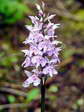 Heath Spotted Orchid (Dactylorhiza maculata) - Castel de Cantobre G&icirc;tes, Aveyron, France