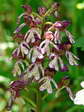 Hybrid Lady Orchid and Military Orchid (Orchis purpurea x Orchis militaris) - Castel de Cantobre G&icirc;tes, Aveyron, France
