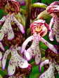 Hybrid Lady Orchid and Military Orchid (Orchis purpurea x Orchis militaris) - Castel de Cantobre G&icirc;tes, Aveyron, France