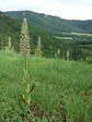 Lizard Orchid (Himantoglossum hircinum) - Castel de Cantobre G&icirc;tes, Aveyron, France