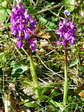 Provence Orchid (Orchis olbiensis) - Castel de Cantobre G&icirc;tes, Aveyron, France