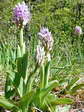 Monkey Orchid (Orchis simian) - Castel de Cantobre G&icirc;tes, Aveyron, France