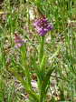 Pyramidal Orchid (Anacamptis pyramidalis) - Castel de Cantobre G&icirc;tes, Aveyron, France