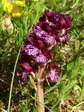 Lady Orchid (Orchis purpurea) - Castel de Cantobre G&icirc;tes, Aveyron, France