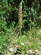 Man Orchid (Orchis anthropophora) - Castel de Cantobre G&icirc;tes, Aveyron, France