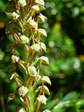Man Orchid (Orchis anthropophora) - Castel de Cantobre G&icirc;tes, Aveyron, France