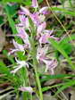 Military Orchid (Orchis militaris) - Castel de Cantobre G&icirc;tes, Aveyron, France
