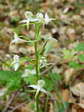 Greater butterfly orchid (Platanthera chlorantha) - Castel de Cantobre G&icirc;tes, Aveyron, France