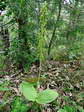 Common Twayblade (Neottia ovata) - Castel de Cantobre G&icirc;tes, Aveyron, France