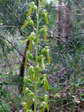 Common Twayblade (Neottia ovata) - Castel de Cantobre G&icirc;tes, Aveyron, France