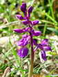 Provence Orchid (Orchis olbiensis) - Castel de Cantobre G&icirc;tes, Aveyron, France