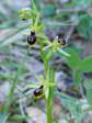 Small Spider Orchid (Ophrys araneola) - Castel de Cantobre G&icirc;tes, Aveyron, France