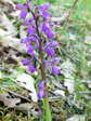 Green-winged or Green Veined Orchid (Anacamptis morio) - Castel de Cantobre G&icirc;tes, Aveyron, France