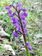 Green-winged or Green Veined Orchid (Anacamptis morio) - Castel de Cantobre G&icirc;tes, Aveyron, France
