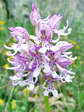 Military Orchid hybrid with Monkey Orchid (Orchis militaris x Orchis simian) - Castel de Cantobre G&icirc;tes, Aveyron, France
