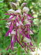 Man Orchid hybrid with Monkey Orchid (Orchis anthropophora x Orchis simian) - Castel de Cantobre G&icirc;tes, Aveyron, France