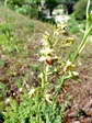 Small Spider Orchid (Ophrys araneola) - Castel de Cantobre G&icirc;tes, Aveyron, France