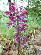 Hybrid Lady Orchid and Military Orchid (Orchis purpurea x Orchis militaris) - Castel de Cantobre G&icirc;tes, Aveyron, France