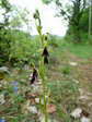 Fly Orchid (Ophrys insectifera) - Castel de Cantobre G&icirc;tes, Aveyron, France