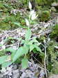 Large White Helleborine (Cephalanthera damasonium) - Castel de Cantobre G&icirc;tes, Aveyron, France