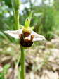 Bee Orchid (Ophrys Apifera) - Castel de Cantobre G&icirc;tes, Aveyron, France