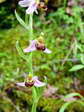 Bee Orchid (Ophrys Apifera) - Castel de Cantobre G&icirc;tes, Aveyron, France