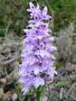 Common spotted-Orchid (Dactylorhiza fuchsii) - Castel de Cantobre G&icirc;tes, Aveyron, France