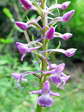 Chalk fragrant orchid (Gymnadenia conopsea) - Castel de Cantobre G&icirc;tes, Aveyron, France