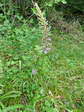 Chalk fragrant orchid (Gymnadenia conopsea) - Castel de Cantobre G&icirc;tes, Aveyron, France