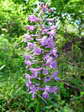 Chalk fragrant orchid (Gymnadenia conopsea) - Castel de Cantobre G&icirc;tes, Aveyron, France