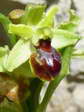 Small Spider Orchid (Ophrys araneola) - Castel de Cantobre G&icirc;tes, Aveyron, France