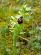 Small Spider Orchid (Ophrys araneola) - Castel de Cantobre G&icirc;tes, Aveyron, France