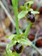 Small Spider Orchid (Ophrys araneola) - Castel de Cantobre G&icirc;tes, Aveyron, France